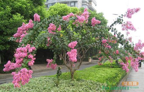 紫薇花風水|紫薇花風水寓意與作用